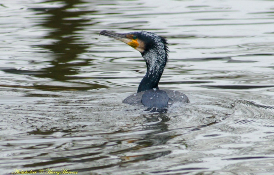Aalscholver - Vogels - Aalscholver