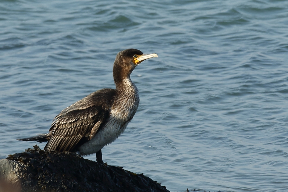 aalscholver - Vogels - 
