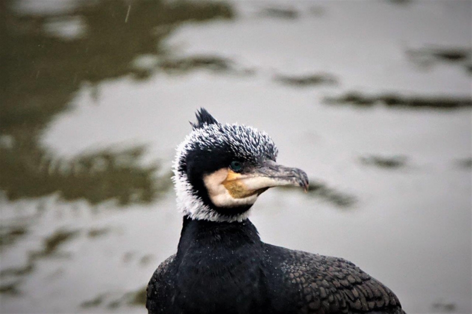 Aalscholver - Vogels - Aalscholver