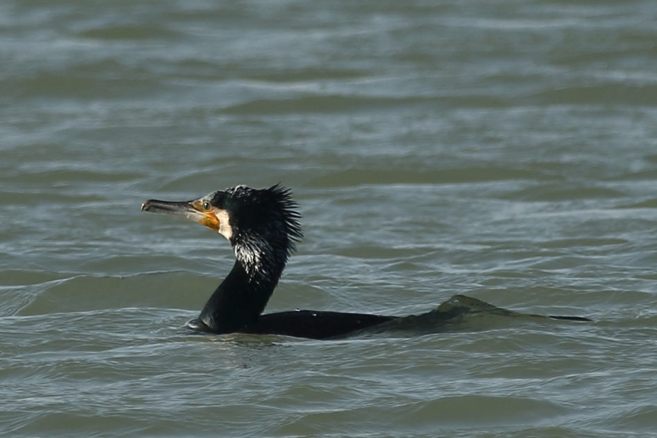 aalscholver - Vogels - 