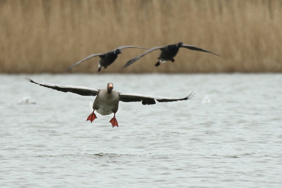 achtervolging - Vogels - 