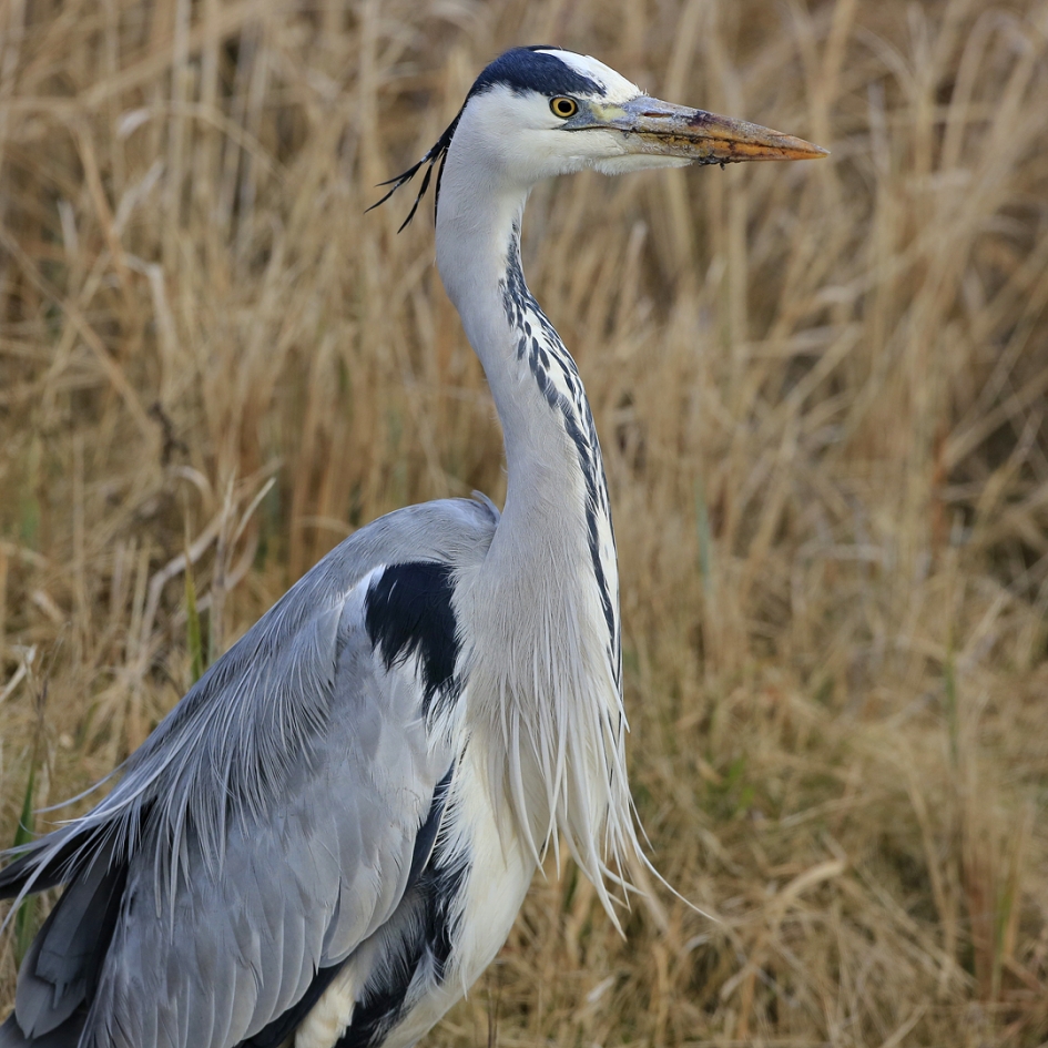 Angstarm ... - Vogels - Blauwe Reiger