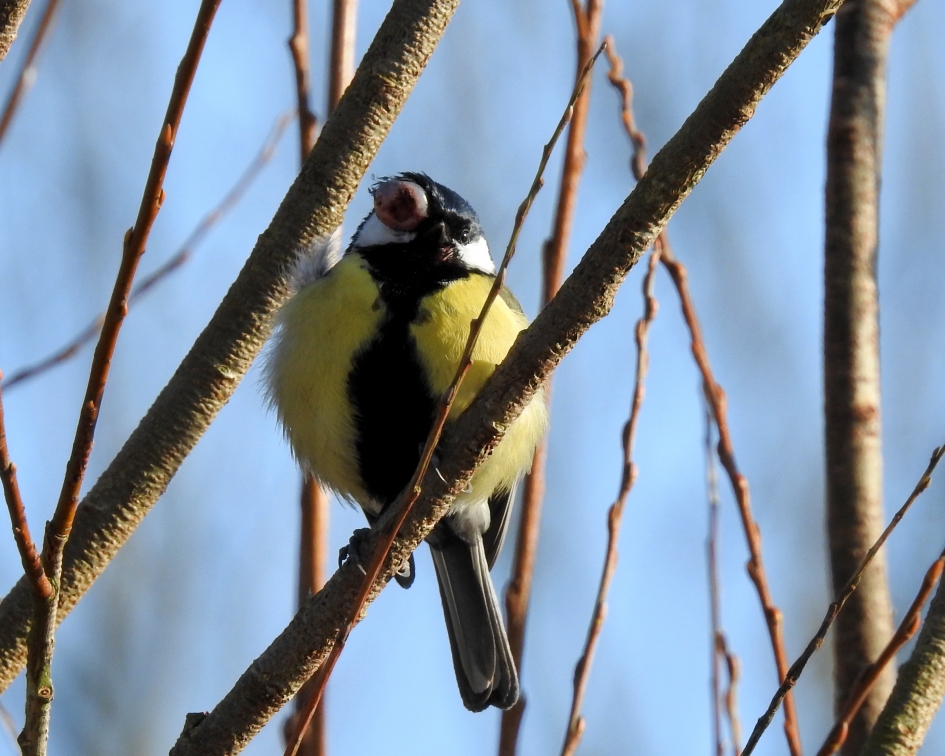 Arme Mees - Vogels - Koolmees