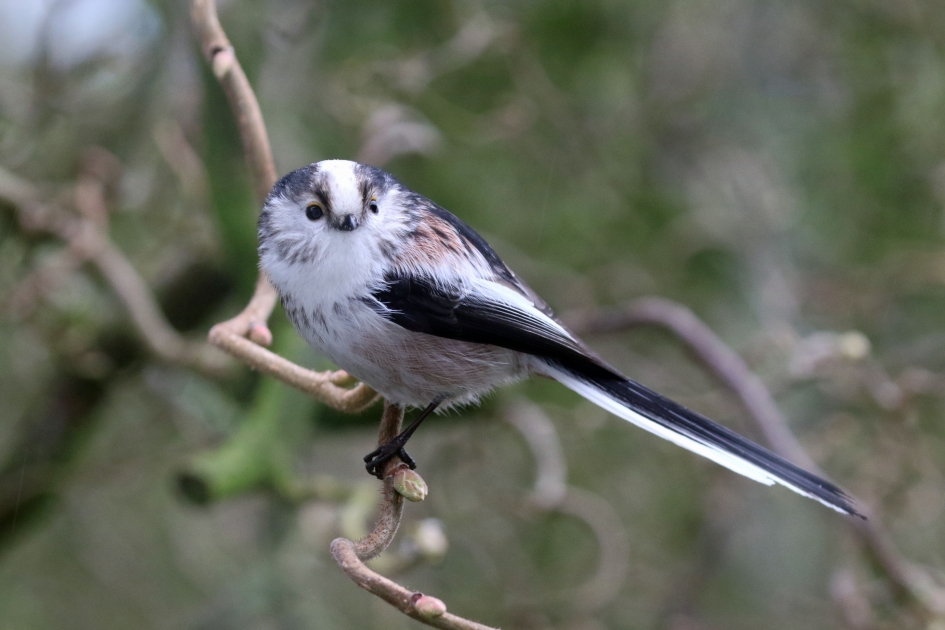 Attent - Vogels - Staartmees