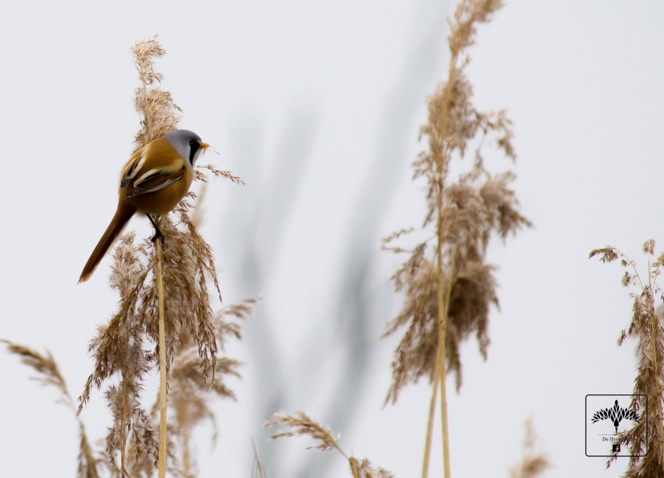 Baardman - Vogels - 