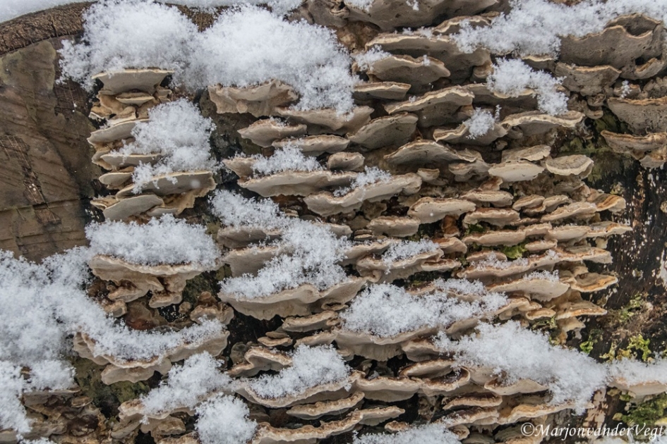 Besneeuwde dakpannen - Schimmels - Elvenbankje