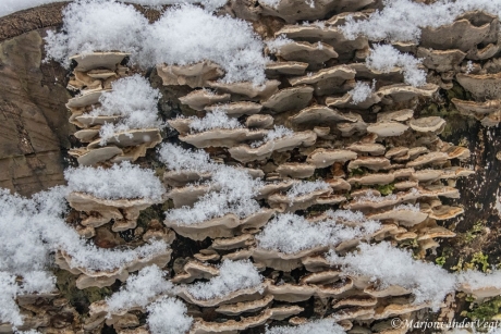 Besneeuwde dakpannen