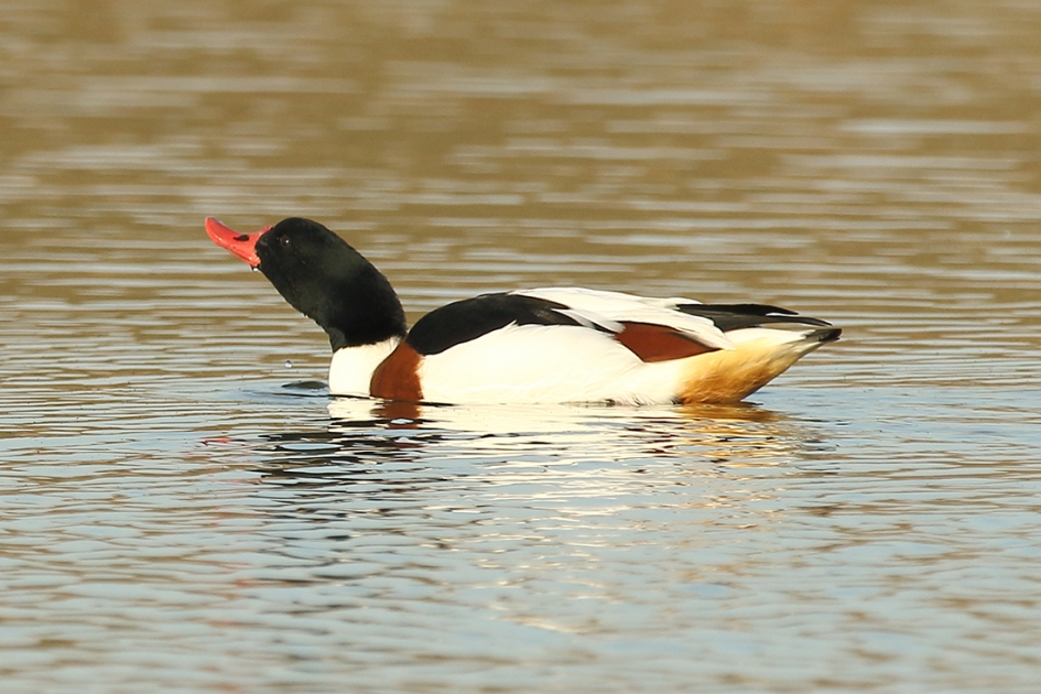 bergeend -m- - Vogels - 