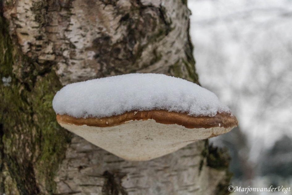 Berkendoder - Schimmels - berkendoder