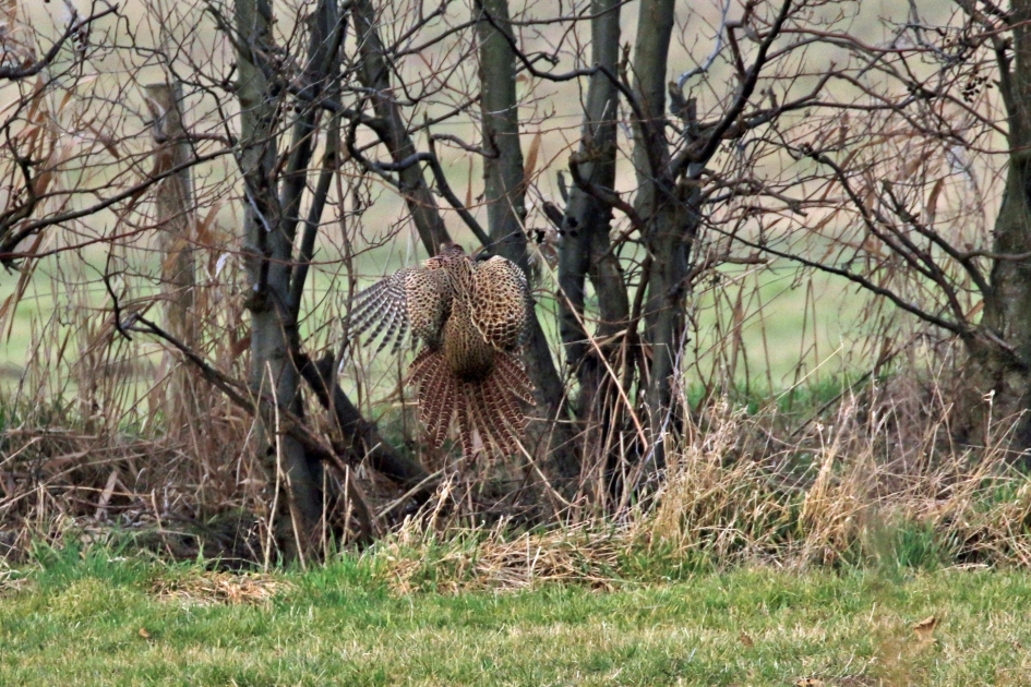 Best wel moeilijk, zo'n landing - Vogels - 