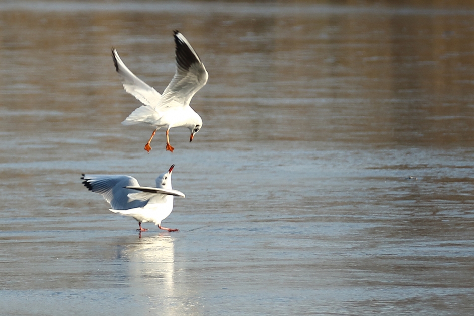 Big brother is watching you - Vogels - 