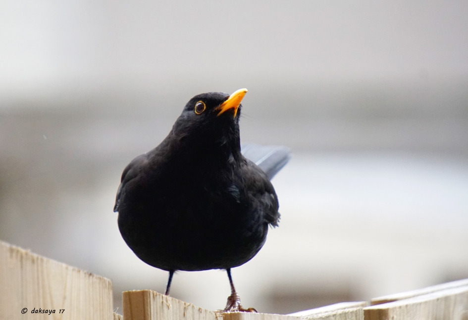 Blackbird - Vogels - 