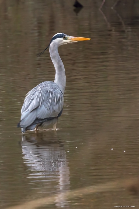 Blauwe reiger