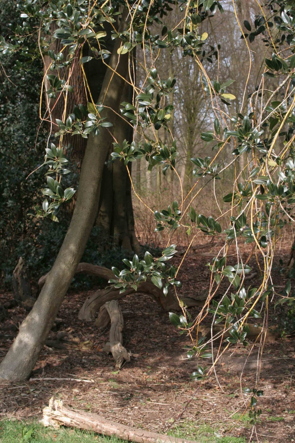 Boekestijn - Weer en landschap - Hulst