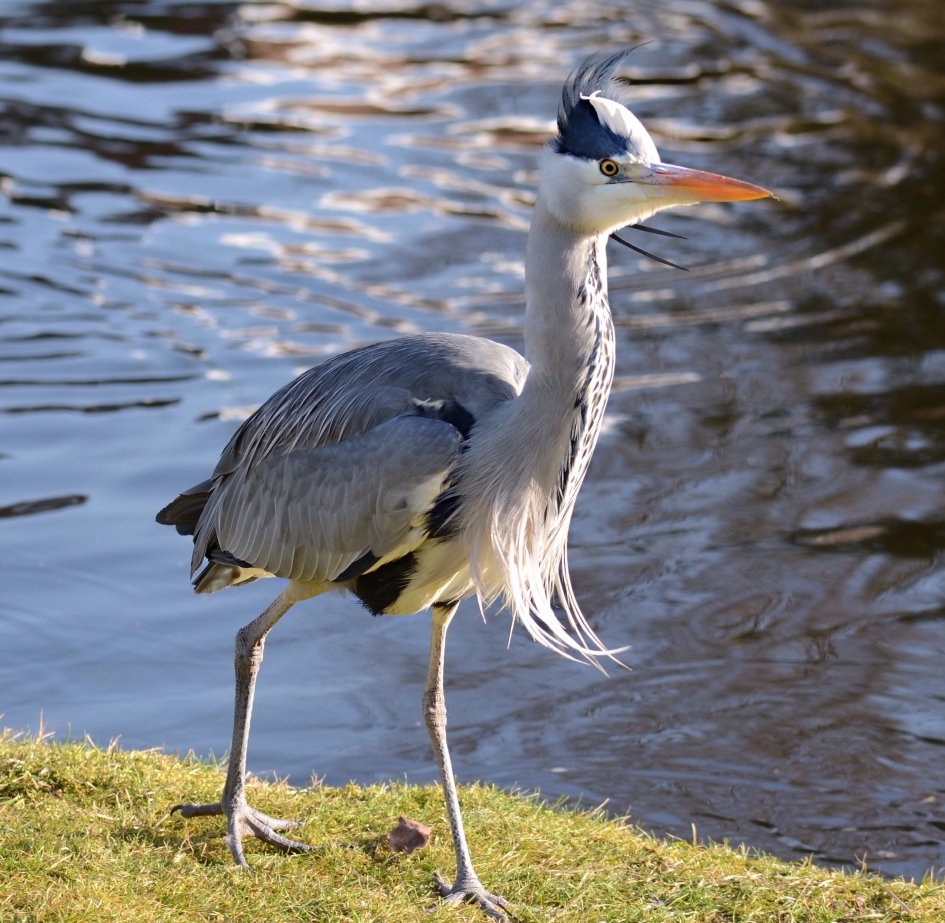 Bokkepruik - Vogels - Blauwe Reiger