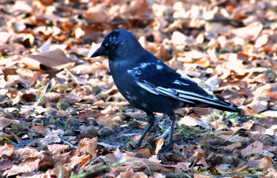 Bonte Kraai - Vogels - Bonte Kraai