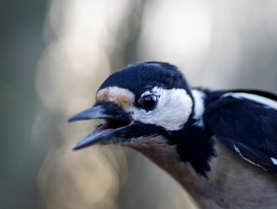 bonte specht - Vogels - Bonte specht