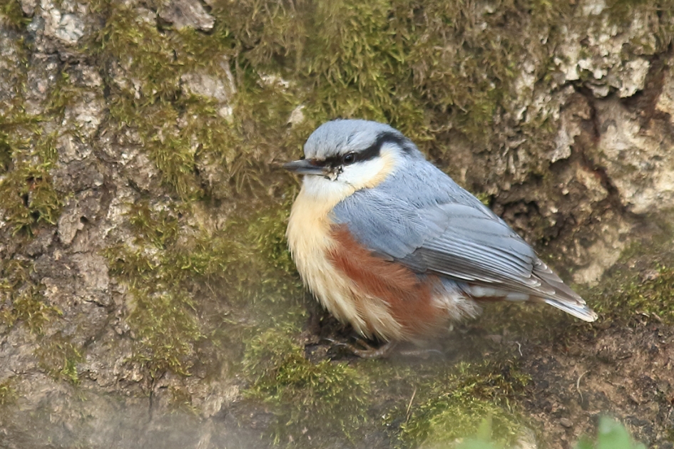 boomklever - Vogels - 