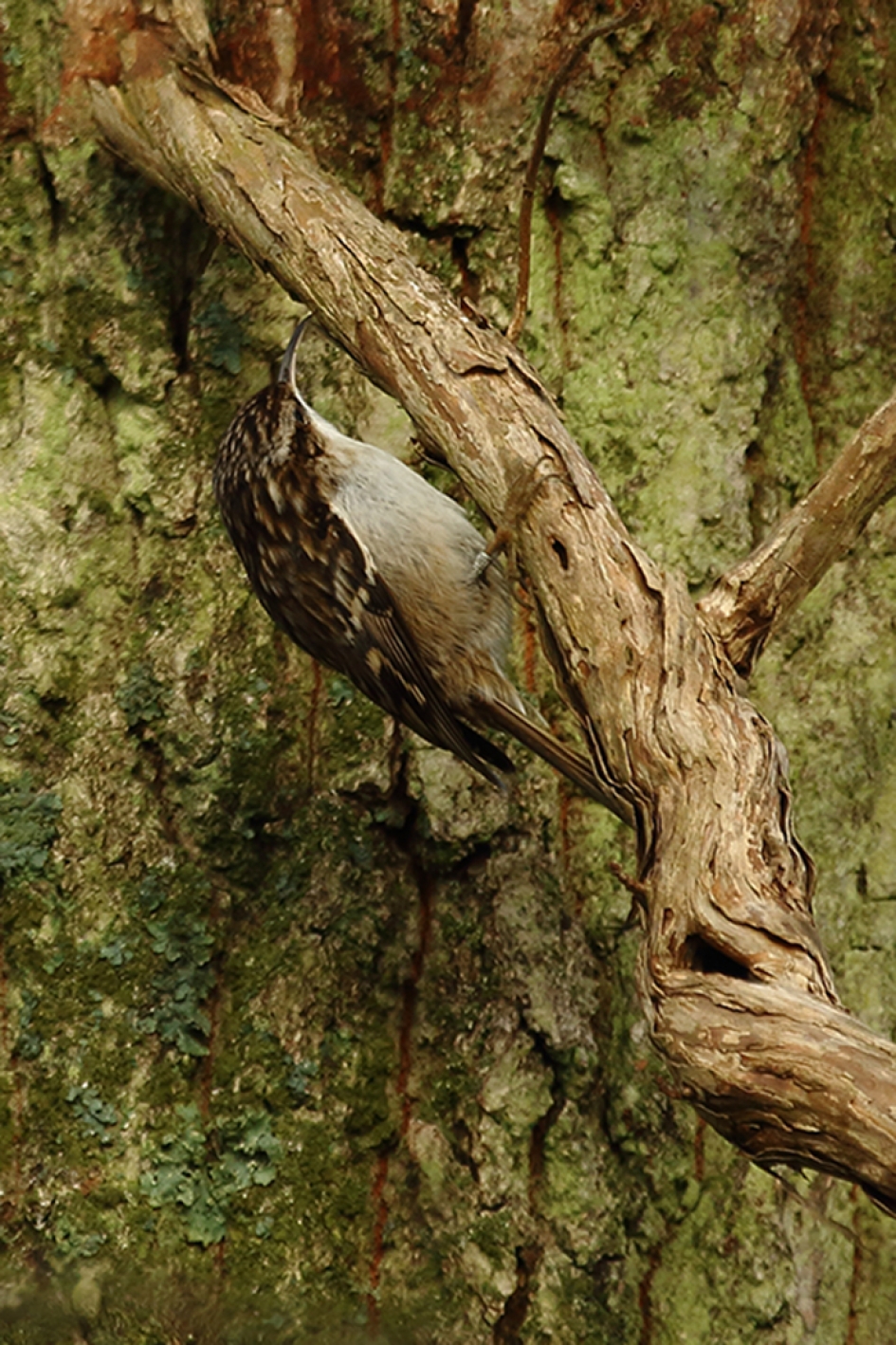 boomkruiper - Vogels - 