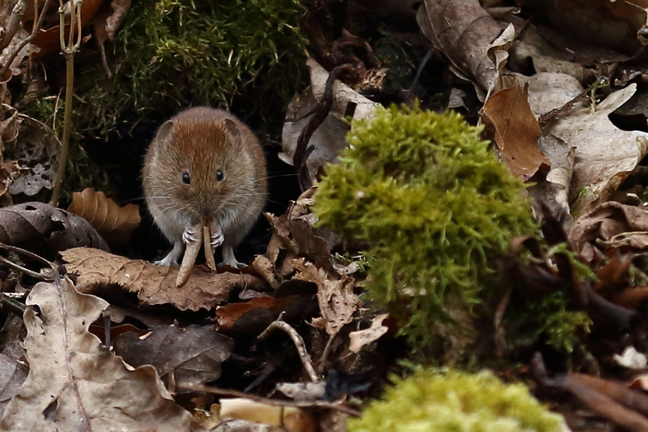 bosmuis - Zoogdieren - 