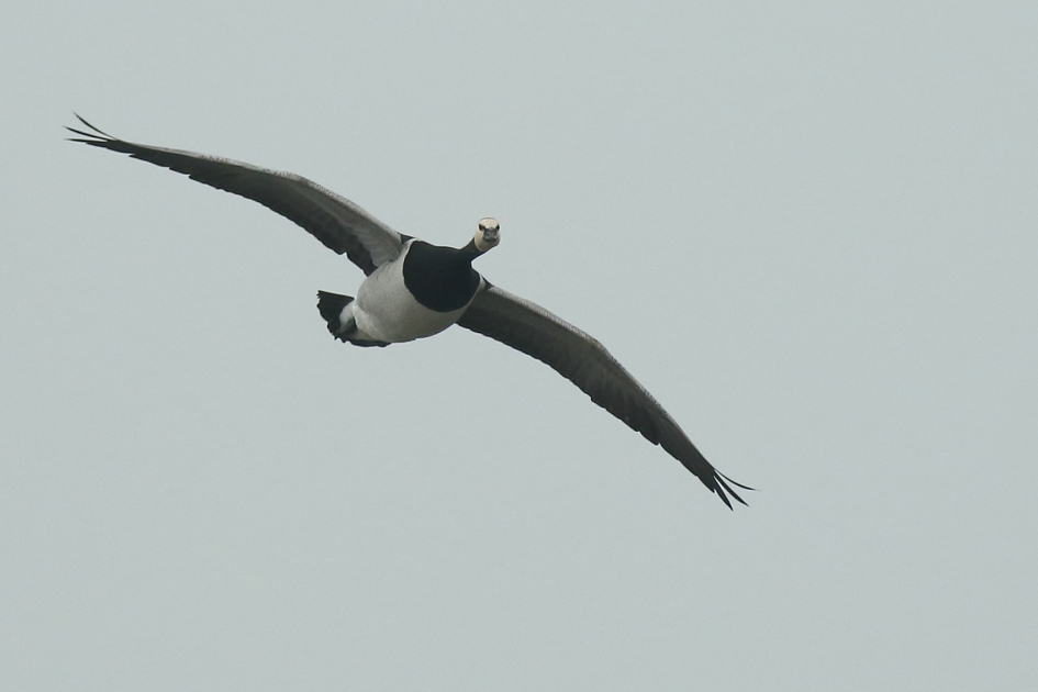 brandgans - Vogels - 