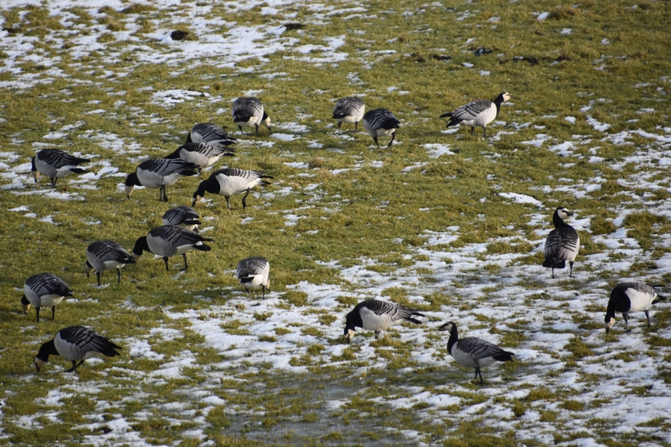 Brandganzen - Vogels - 