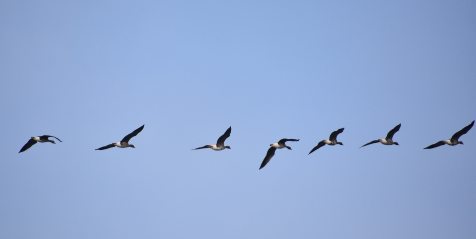 Brandganzen - Vogels - 