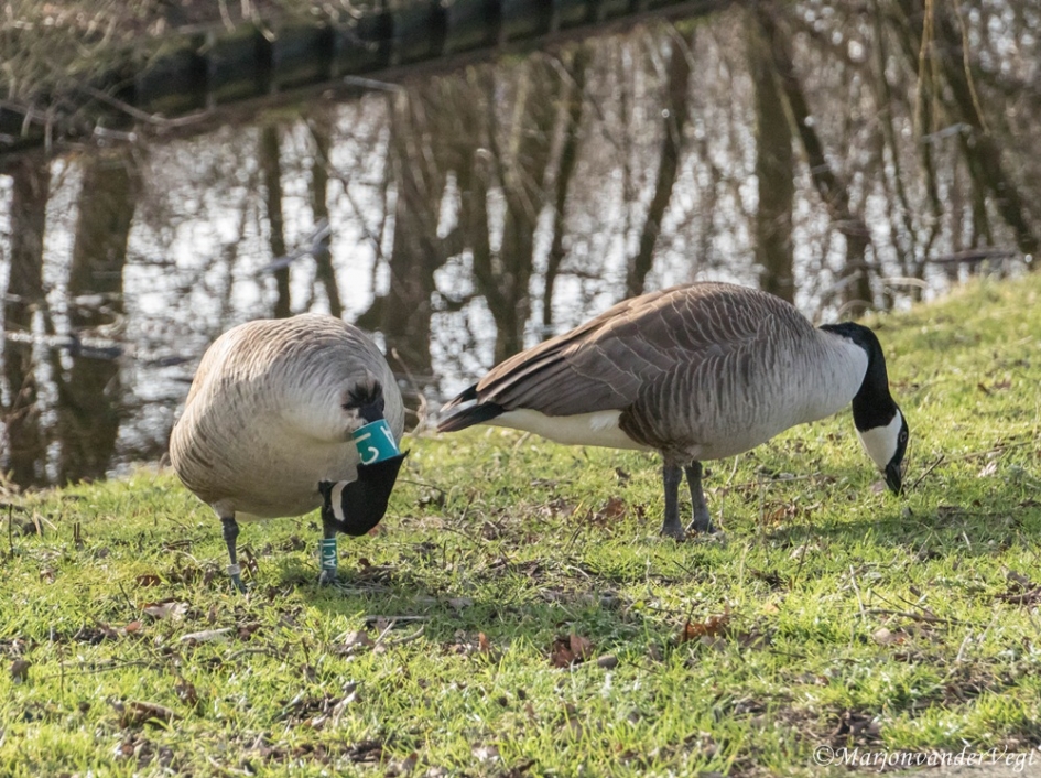 Brandganzen - Vogels - brandganzen