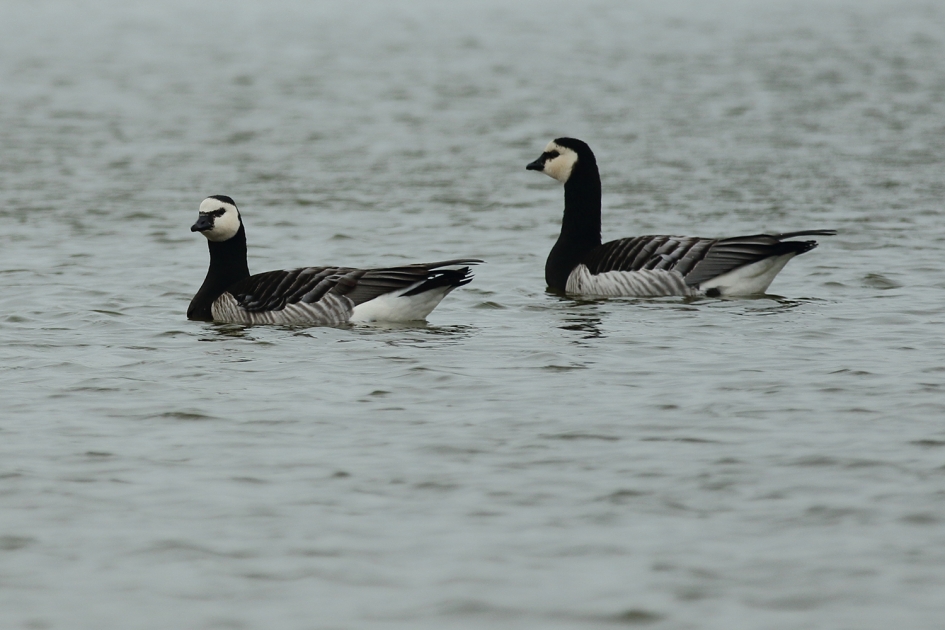 brandganzen - Vogels - 