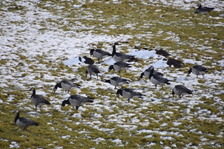 Brandganzen in de sneeuw