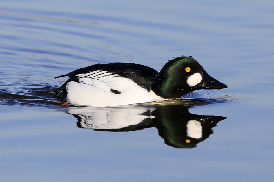 Brilduiker - Vogels - Brilduiker