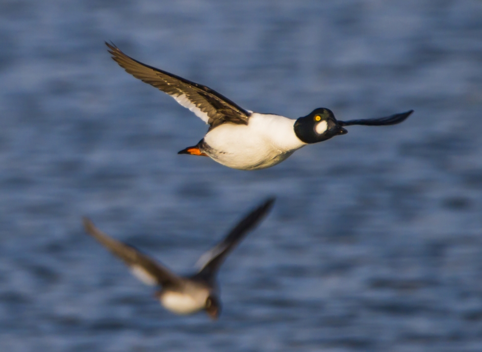 Brilduikers in vlucht - Vogels - Brilduiker
