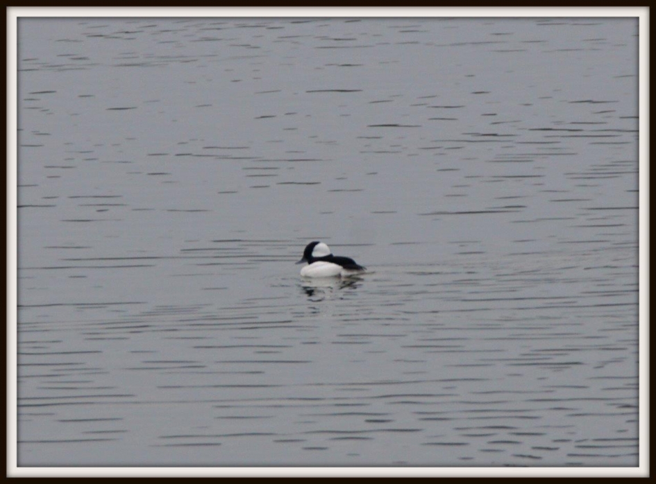 Buffelkopeend - Vogels - Buffelkop