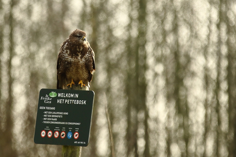 buizerd - Vogels - 