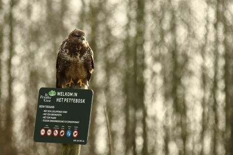 buizerd