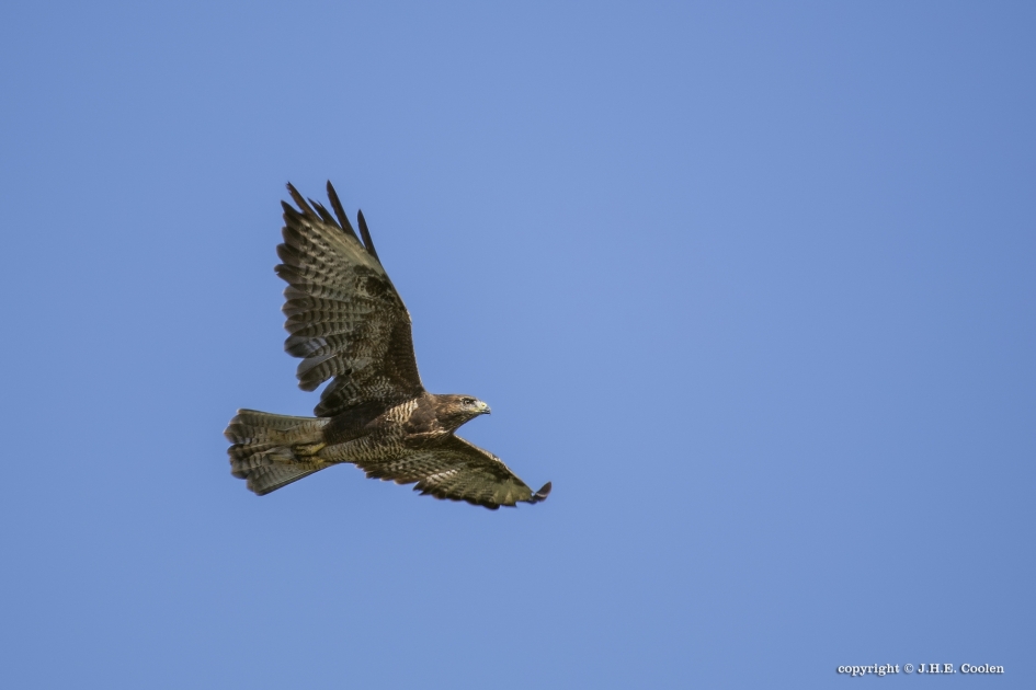 Buizerd - Vogels - Buizerd