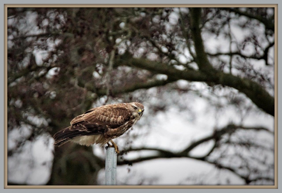 Buizerd - Vogels - Buizerd