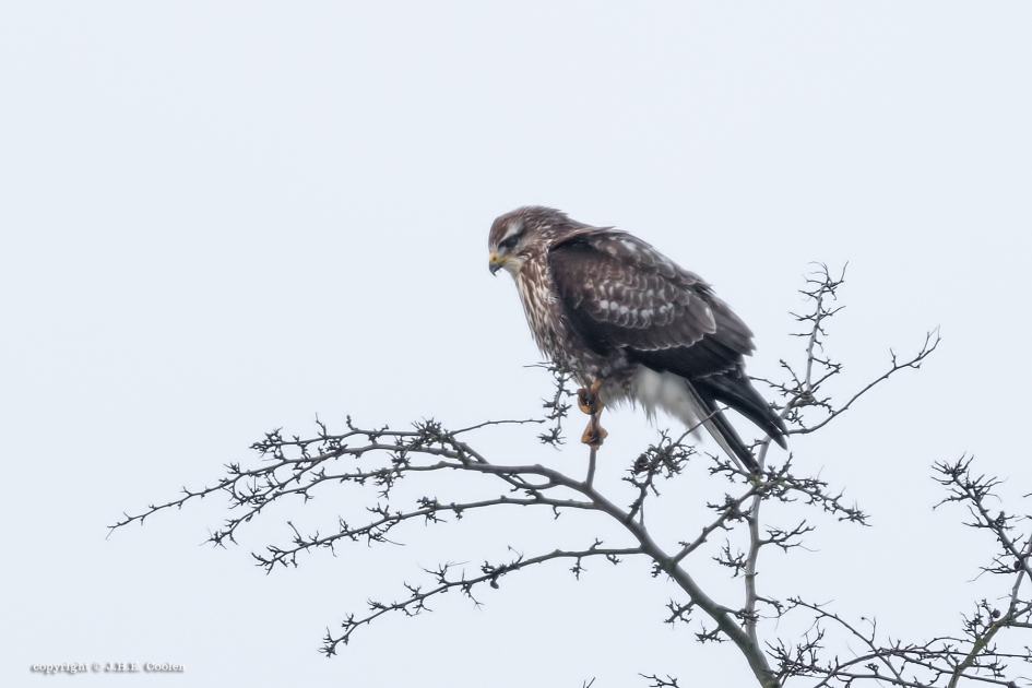 Buizerd - Vogels - Buizerd
