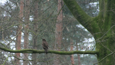 Buizerd op de uitkijk