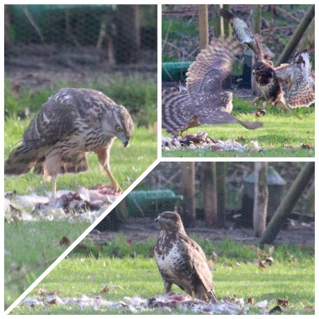 buizerd verjaagt jonge havik van zijn prooi