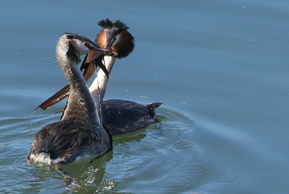cadeautje - Vogels - Futen