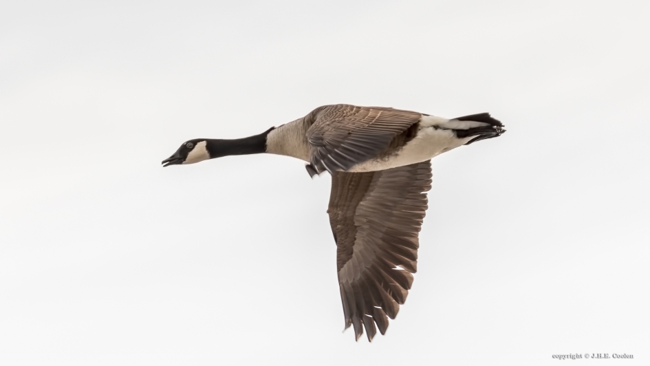Canadese gans - Vogels - Canadese gans