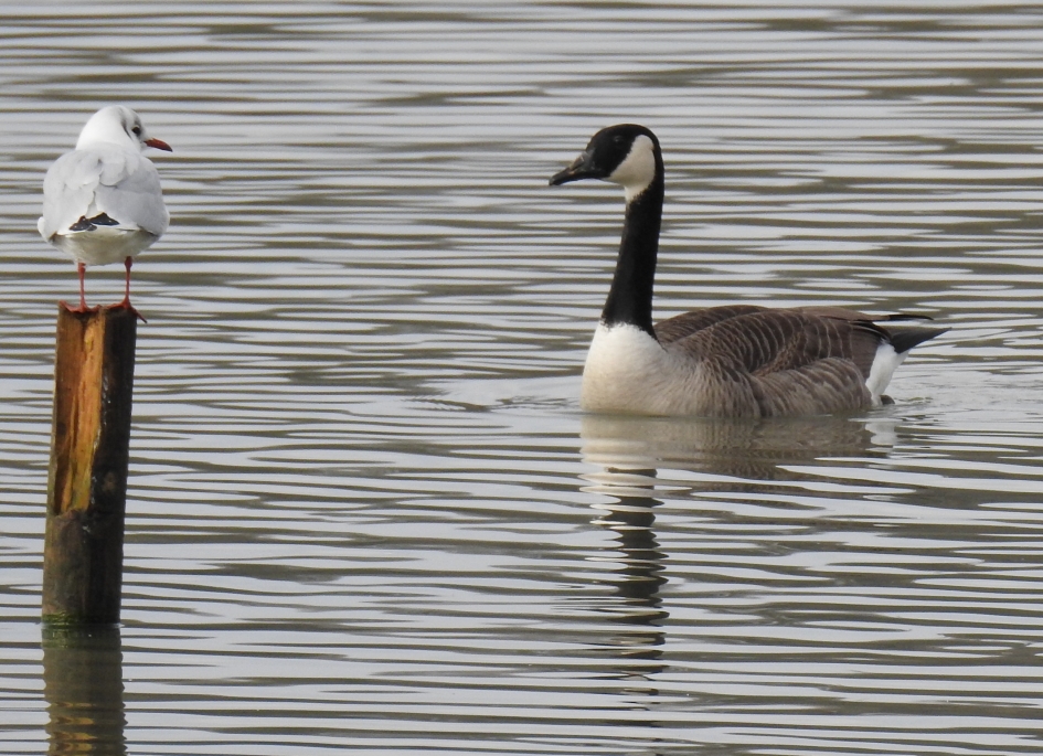 Canadese gans met kokmeeuw - Vogels - Canadese gans
