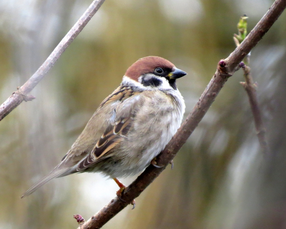 Charmante mus - Vogels - Ringmus