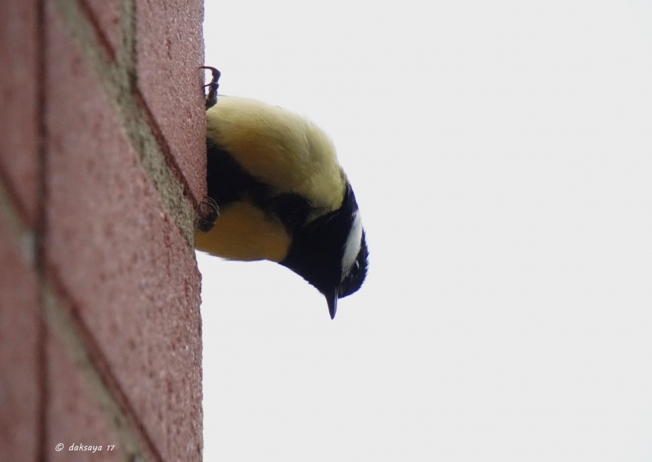 Cliffhanger - Vogels - 