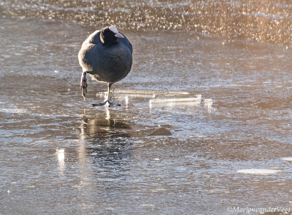 Dansen op 't ijs - Vogels - meerkoet