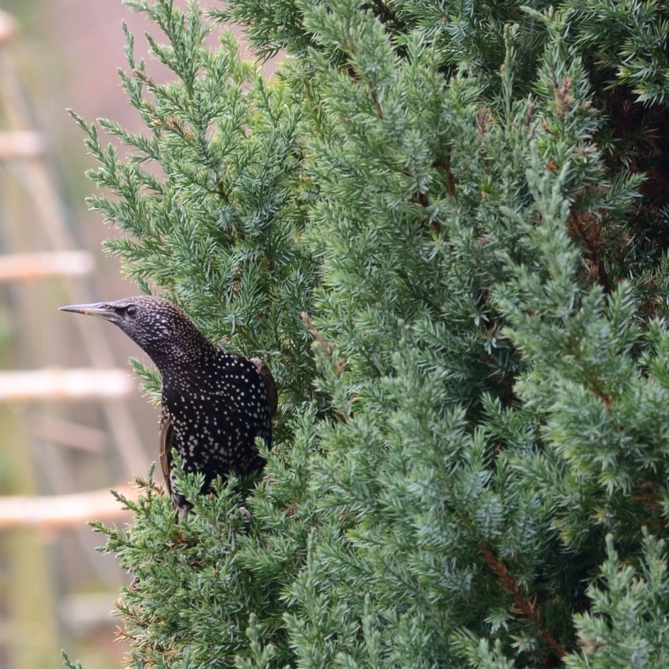 Dat was effe schrikken. - Vogels - spreeuw