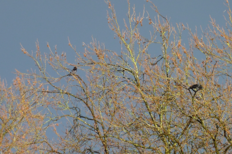 De avondzon... - Planten - 