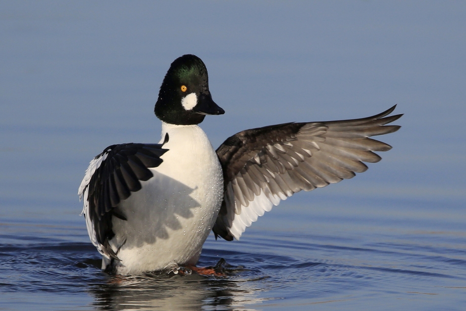 De dirigent ... - Vogels - Brilduiker