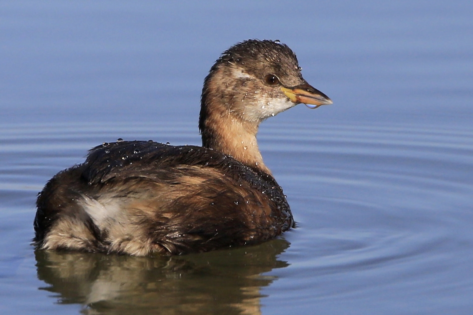 De Dwergduiker ... - Vogels - Dodaars